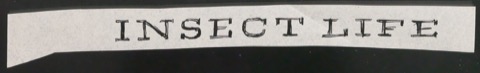 Schriftentwürfe für das Titelblatt von Insect Life