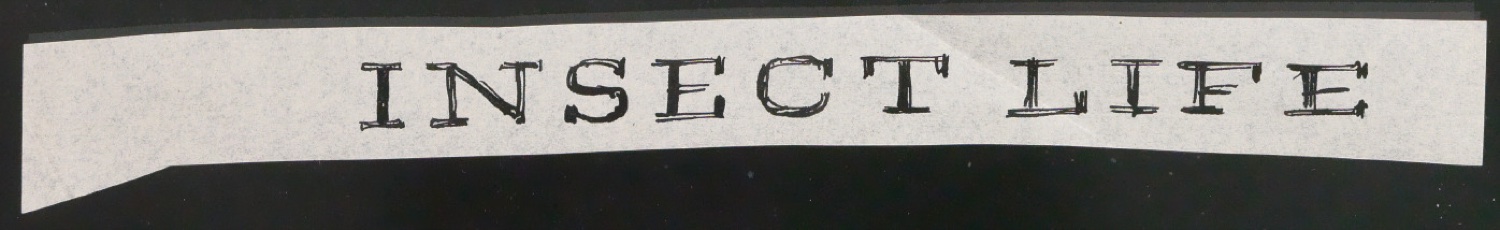 Schriftentwürfe für das Titelblatt von Insect Life — Blatt 1
