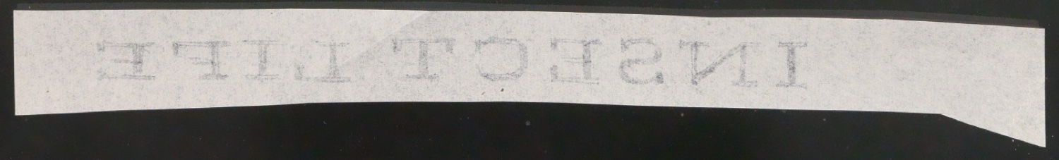 Schriftentwürfe für das Titelblatt von Insect Life — Blatt 2