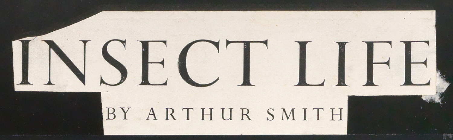 Schriftentwürfe für das Titelblatt von Insect Life — Blatt 5