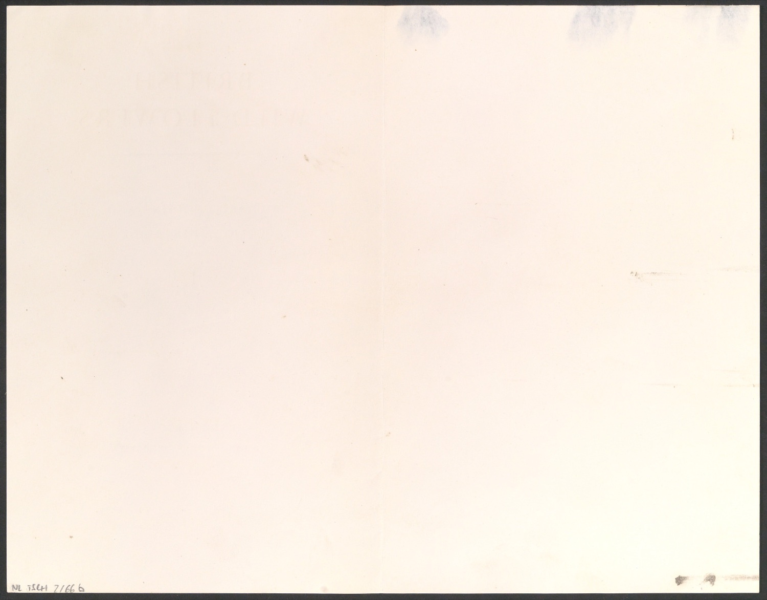 Probedruck des Titelblattes zu British Wild Flowers — Blatt 2